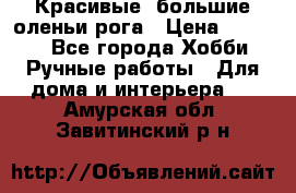 Красивые  большие оленьи рога › Цена ­ 3 000 - Все города Хобби. Ручные работы » Для дома и интерьера   . Амурская обл.,Завитинский р-н